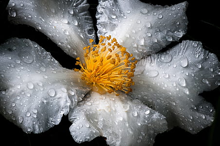 white petal flower with water drops thumbnail