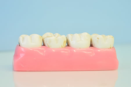 brown and white denture thumbnail