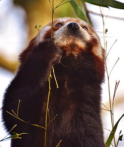close-up photo of red panda thumbnail