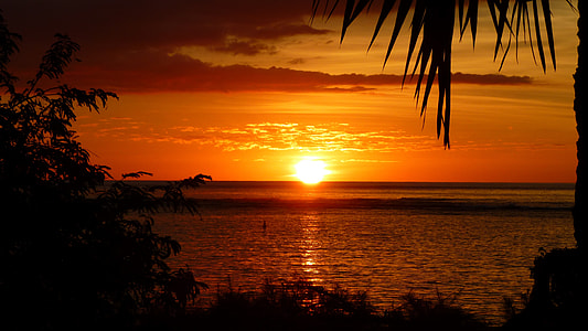 sunset silhouette of trees by the sea thumbnail