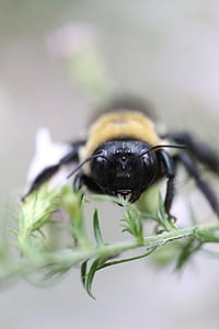 closeup photo of carpenter bee on green leaf plant thumbnail