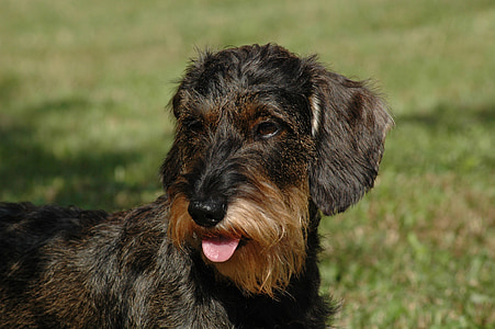 wire-haired black and tan dog close-up photography thumbnail