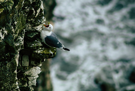 white and black gull perching on gray rock formation thumbnail