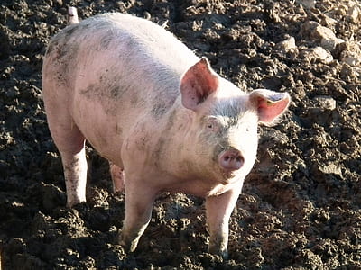 pink pig thumbnail
