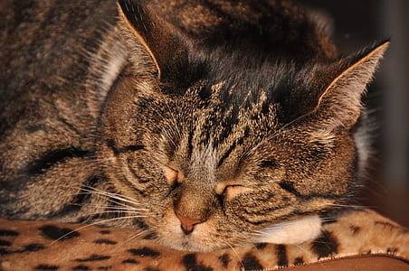 animal, pet, cute, fur thumbnail