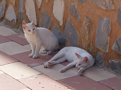 two white cats on brick pavement thumbnail