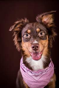 brown and tan Australian shepherd puppy thumbnail