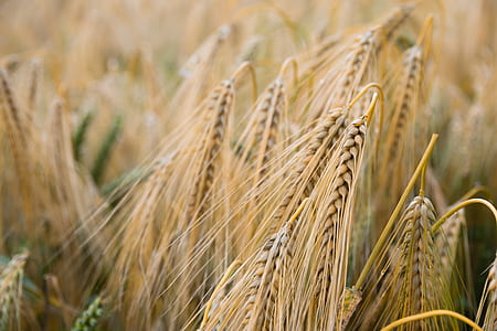 Brown Wheat Plant thumbnail