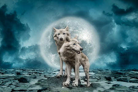 two brown wolves illustration thumbnail