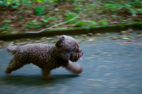 brown short coated puppy running on the street during daytime thumbnail