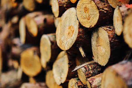 Wood trunks Wall thumbnail