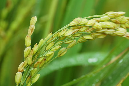 field, grain thumbnail