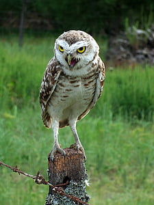 brown and white owl perched on brown tree stand thumbnail