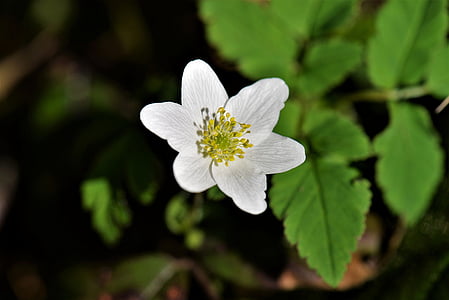 close photo of white petaled flower thumbnail
