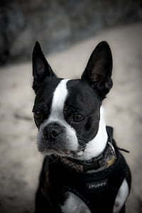 close-up photography of black and white Boston terrier thumbnail
