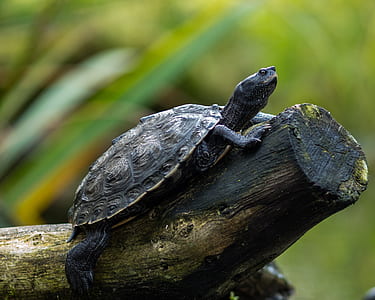 black turtle resting on beige wood branch selective focal photo thumbnail
