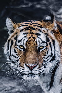 black and brown bengal tiger thumbnail