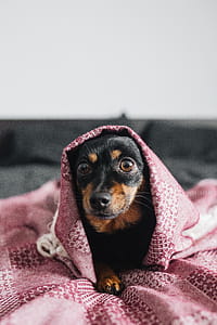 Real life Courage, the cowardly dog thumbnail