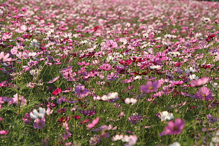 pink, purple, and white flowering plants thumbnail