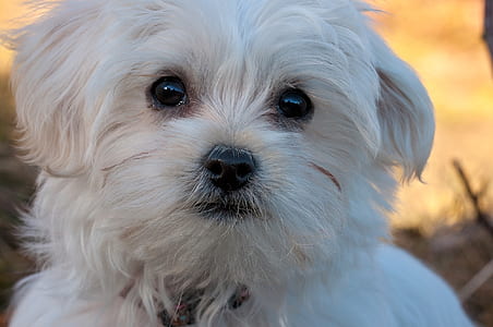 white Maltese puppy close-up photo during daytime thumbnail