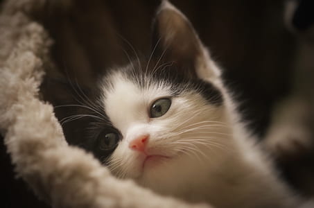 short-coated white and black kitten on fleece textile thumbnail