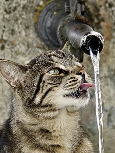 tabby cat drinking water thumbnail