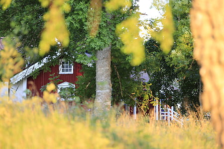 selective focus photography of red house in woods thumbnail