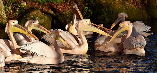 white pelicans on bodies of water during daytime thumbnail