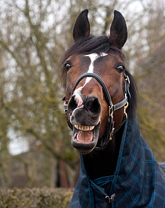 brown horse near tree during daytime thumbnail