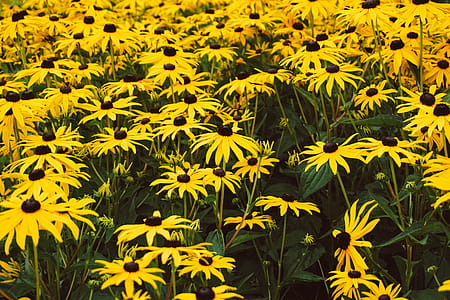 Field Of Daisies Photo thumbnail