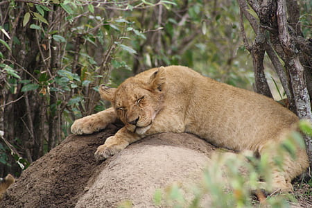 brown tiger sleeping thumbnail