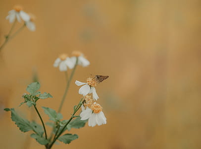Selective-focus Photography of Brown Moth Perches on White Petaled Flower thumbnail