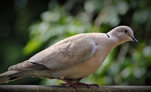 brown bird on gray railing thumbnail