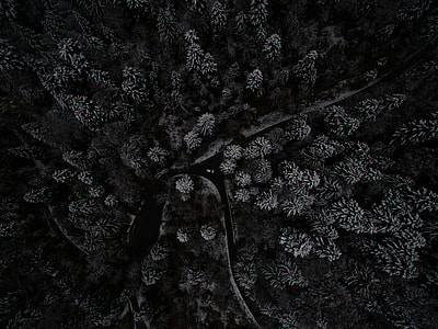 top view of trees thumbnail
