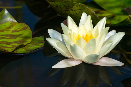 Water lily flower flowing in a koi pond at Rutgers Garden in East Brunswick, NJ. thumbnail