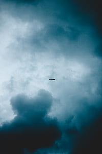 bird on sky under party clouds thumbnail