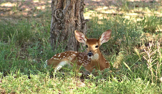 deer laying beside tree thumbnail