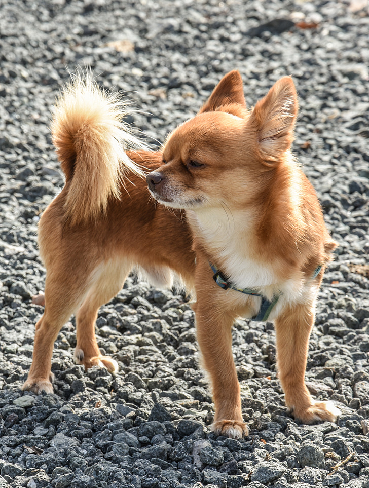 Red Long Haired Chihuahua Free Photos Uihere
