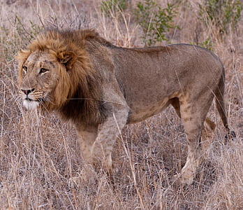 lion on brown grasses thumbnail