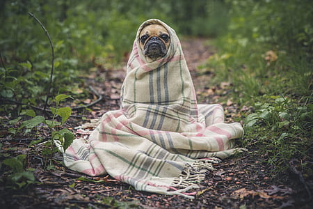 shallow focus photography of fawn Pug wrapped of white textile thumbnail