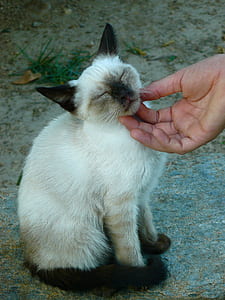 person touching short-haired cat thumbnail