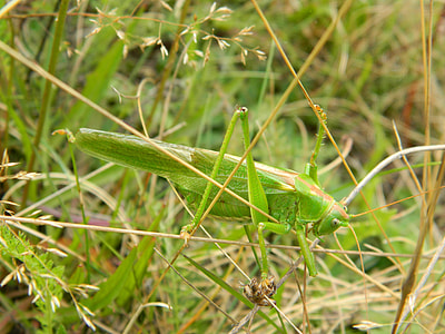 Viridissima, Tettigonia Viridissima thumbnail