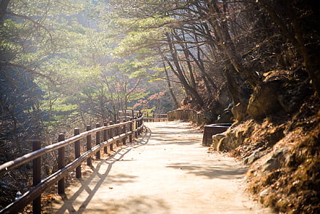 pathway under trees thumbnail