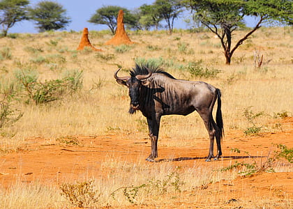 wildlife photography of wildebeest standing on field thumbnail