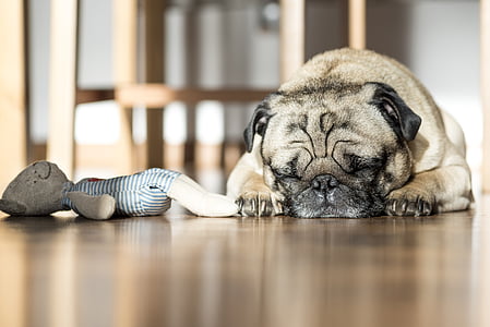 adult fawn pug sleeping on floor thumbnail