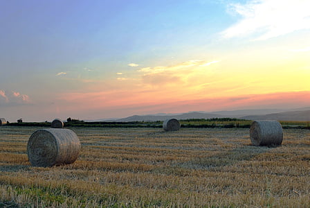 brown hay on grass field thumbnail