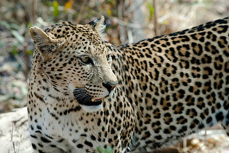 leopard in a forest during daytime thumbnail