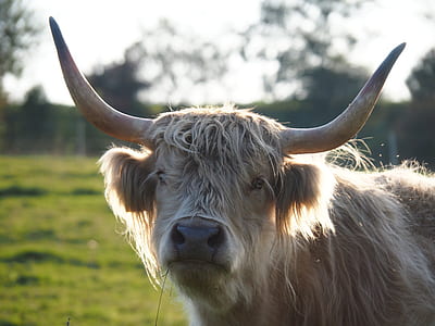 macro photography of brown yak thumbnail