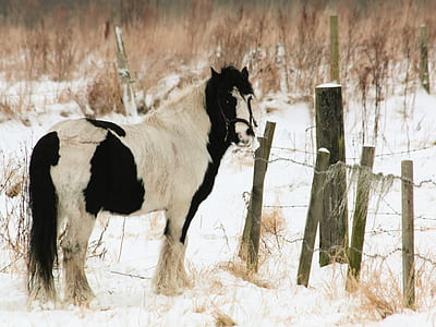 cold, snow, field, winter thumbnail