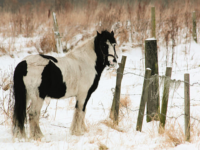 horse beside fence thumbnail
